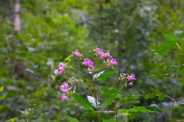 Zbliżenie Himalayan Balsam Zwany Również Impatiens Glandulifera Lub Springkraut — Zdjęcie stockowe