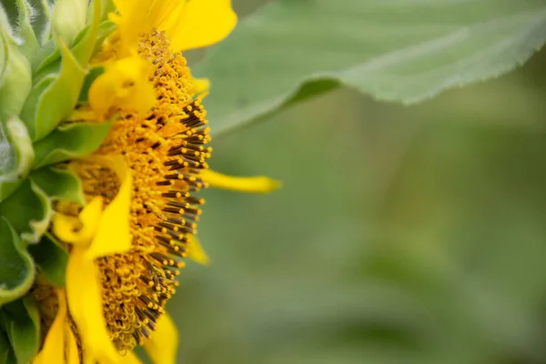 Close Side View Sunflower Blossom — Stock Photo, Image