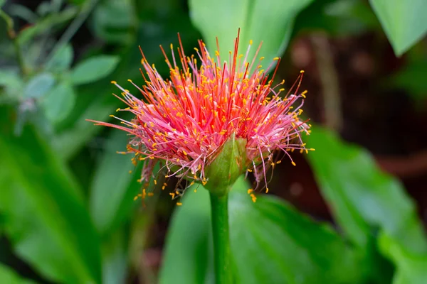 Nahaufnahme Einer Blutlilie Auch Scadoxus Multiflorus Oder Blutblume Genannt — Stockfoto