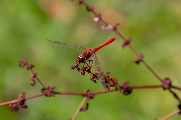 Närbild Scharlakansröd Daronfly Även Kallad Crocothemis Erythraea Eller Feuerlibelle — Stockfoto