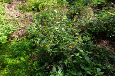 Dokunma bana ormanda yetişen Balsam 'a, Impatiens noli tangere ya da Grosses Springkraut da denir.