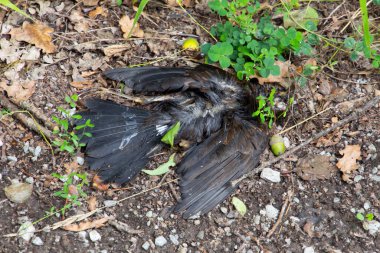 Ölü kuş orman yolunda yatıyor.