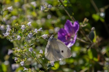 Beyaz lahana kelebeği, ayrıca Pieris rapae veya Kleiner Kohlweissling olarak da bilinir.