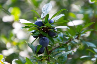 Prunus spinosa veya Schlehdorn olarak da adlandırılan böğürtlen ve böğürtlen.