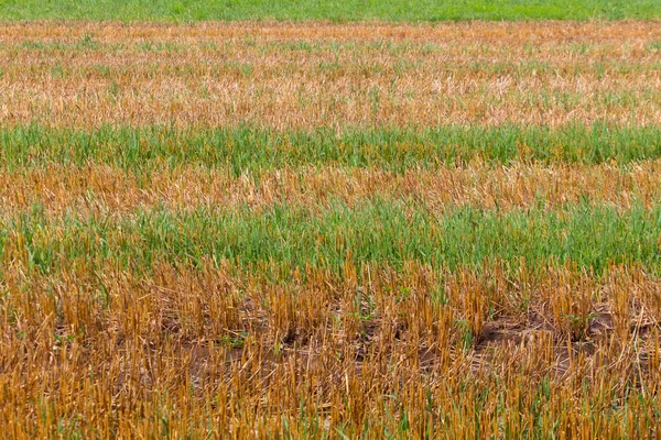 Pole Ścierniwa Zieloną Trawą Linii Poziomej Dla Naturalnego Tła — Zdjęcie stockowe