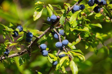 Prunus spinosa veya Schlehdorn olarak da adlandırılan böğürtlen ve böğürtlen.