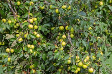 Elma ağacındaki yeşil elmalar