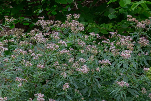 Detailní Záběr Konopné Agromonie Nazývané Také Eupatorium Cannabinum Svaté Lano — Stock fotografie