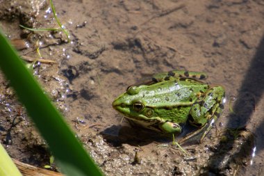 Suda oturan kurbağa, Pelophylax esculentus veya Teichfrosch