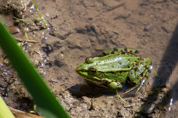 Βάτραχος Που Κάθεται Στο Νερό Pelophylax Esculentus Teichfrosch — Φωτογραφία Αρχείου