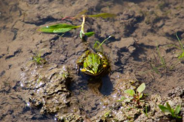 Kurbağa suda oturuyor ve kameraya bakıyor, Pelophylax esculentus veya Teichfrosch
