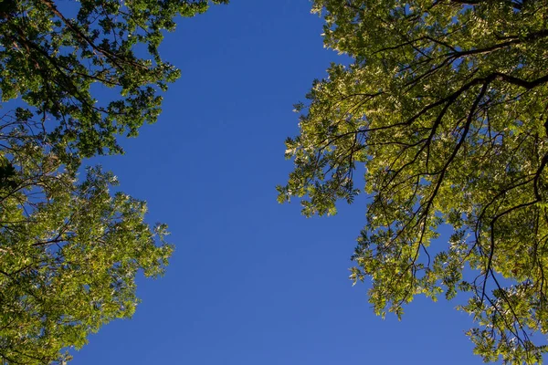 Низкий Угол Обзора Верхушек Деревьев Против Ясного Голубого Неба — стоковое фото