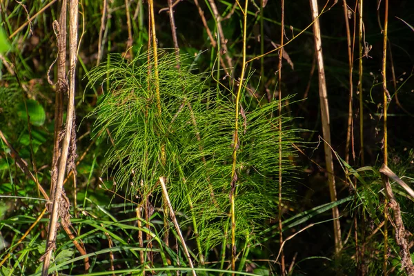 Wood Horsetail Forest Also Called Equisetum Sylvaticum Wald Schachtelhalm — Stock Photo, Image