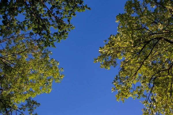Низкий Угол Обзора Верхушек Деревьев Против Ясного Голубого Неба — стоковое фото