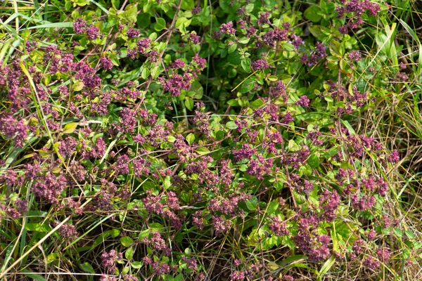 Flores Púrpuras Orégano También Llamadas Origanum Vulgare Echter Dost — Foto de Stock