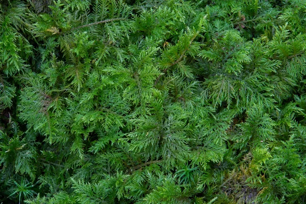 Primer Plano Musgo Verde Para Textura Fondo — Foto de Stock