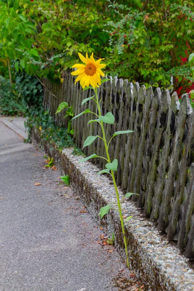 Sunflower Growing Out Walkway Wooden Fence — Stock Photo, Image