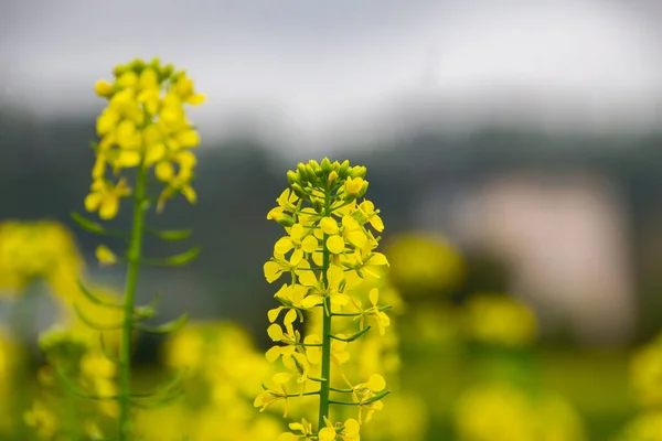 Zbliżenie Żółte Kwiaty Rzepaku Zwany Również Brassica Napus Lub Raps — Zdjęcie stockowe