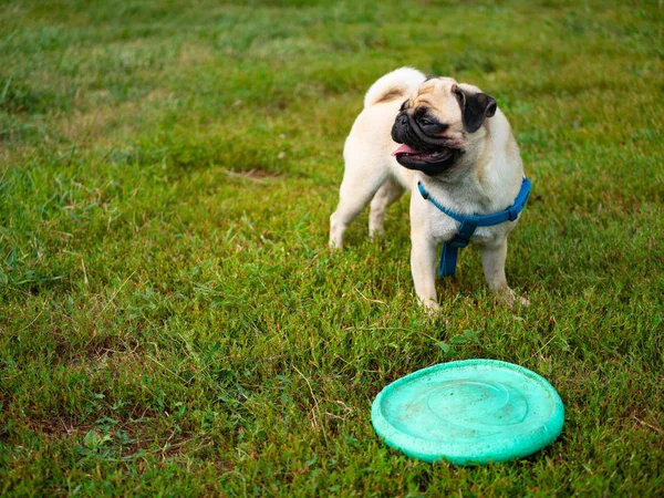 Pequeño Perro Lindo Pug Jugando Hierba Parque Con Frisbee — Foto de Stock