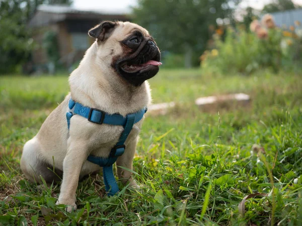 cute puppy pug dog sitting on grass at park. side profile shot with copy space