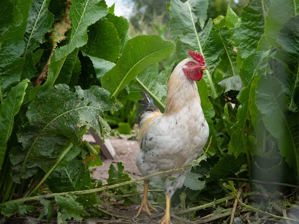 Emboscada Gallo Escondida Hojas Verdes Repollo Busca Víctima Pollo — Foto de Stock