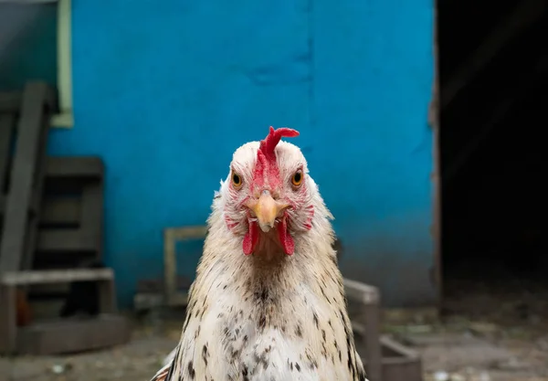 Niedliches Huhn Das Dich Mit Beiden Augen Anstarrt Und Sich — Stockfoto