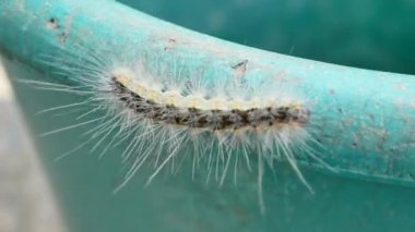 Canlı kıllı caterpillar saksıyı üzerinde sürünüyor. Yaz yakın çekim makro açık atış