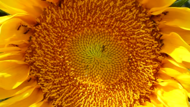 Ants Marching Vivid Yellow Sunflower Extreme Macro Close Static Shot — Stock Video