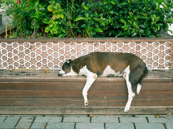 street dog sleeping at city branch alone with paws hang down. small clip on dog\'s ear indicate that dog was vaccinated