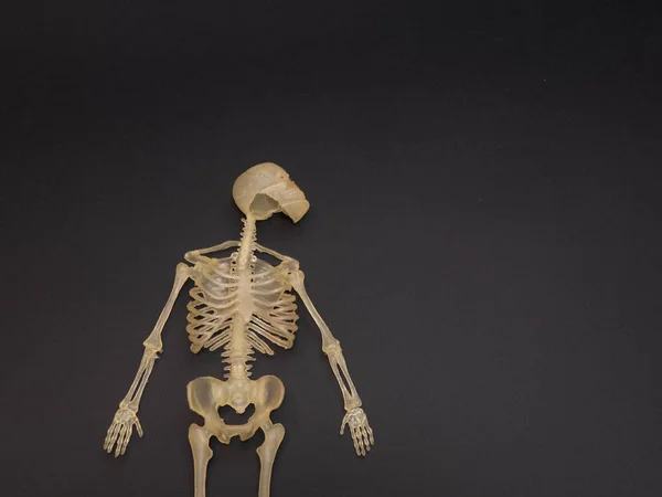 Mänskliga Kroppen Skelett Leksak Mörk Svart Bakgrund Med Kopia Utrymme — Stockfoto