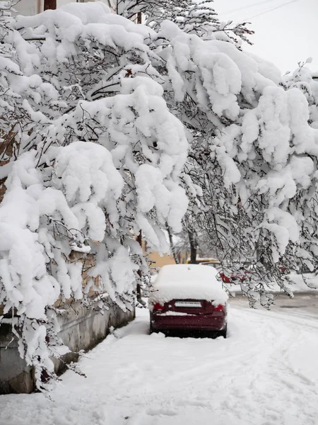 暴风雪 暴风雪过后 树上覆盖着大量的白雪和汽车全雪 神奇的外观城市城市户外冬季拍摄 — 图库照片