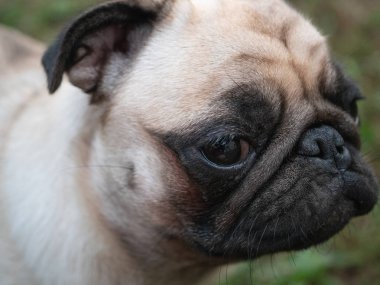 pug köpek üzgün yüz ifadesi ile açık gözleri sevimli namlu closeup