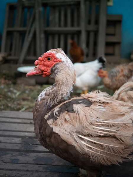 Graugans Neben Anderem Hühnerfleisch Auf Dem Bauernhof Sommer Tageslicht Bild — Stockfoto