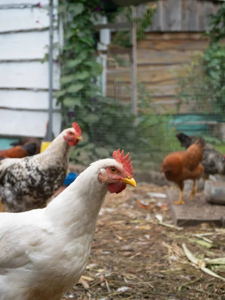 Wenige Erwachsene Noch Lebende Hühner Auf Dem Hof Freien Hausgeflügel — Stockfoto