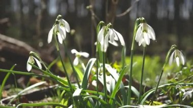 Grup beyaz closeup bahar mevsimi orman yeşil alan kardelen çiçek açmış. Açık 4 k görüntüleri