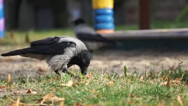 Corbeau craquant noyer avec bec et manger — Video