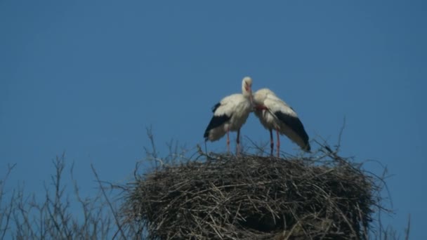 Dos cigüeñas en nido con cielo azul — Vídeos de Stock