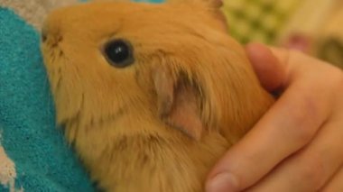 kadının elinde şirin cavy closeup video