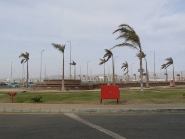 empty deserted landscape with tall palm trees bending in the wind and vivid red firebox on roadside