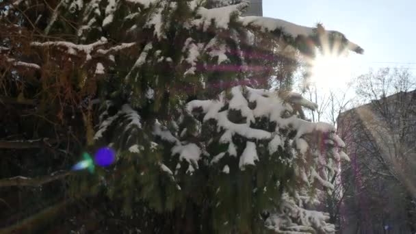 Vertical Panorama Spruce Tree Snow Sunlight Straight Camera Video Footage — Stock Video