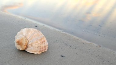 geri çekilme kavram görüntüleri için hedef, seyahat. Turuncu ışınları sadece seashell ile mal bir sakin gün batımı düşüyor, güneşin. Yalnız bulutlar su yüzeyi yansıtan