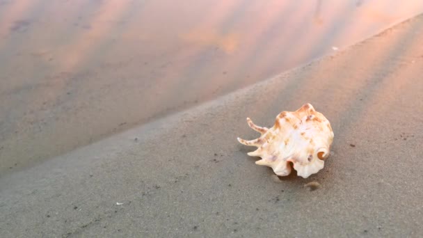 Rayos Sol Cayendo Playa Tranquila Con Concha Solitaria Secuencias Vídeo — Vídeo de stock