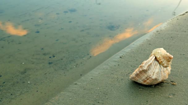 Pequeñas Olas Marinas Salpicando Una Playa Con Concha Marina Primer — Vídeos de Stock