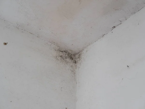 Canto da parede de mofo com fungo na casa velha. renovação necessária — Fotografia de Stock