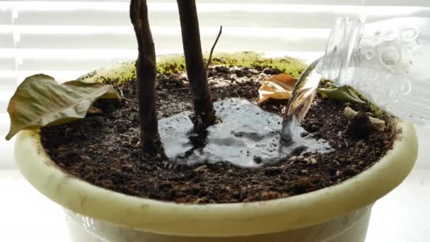 将水倒入花盆干土地 地球吸收水分非常快 干叶从植物下降 特写视频素材 — 图库视频影像