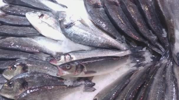 Vídeo Panorámico Diferentes Variedades Pescado Crudo Fresco Que Encuentra Hielo — Vídeo de stock