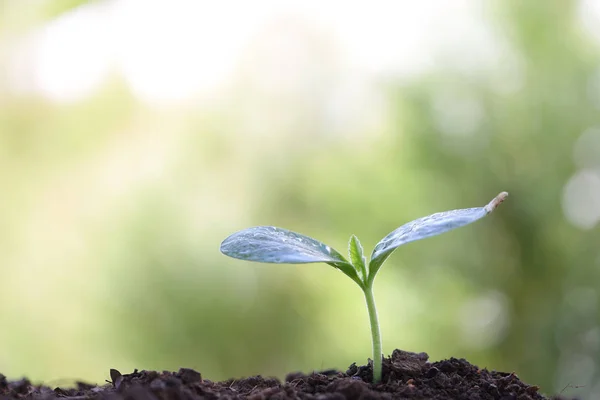 Pequena Planta Verde Jovem Crescendo — Fotografia de Stock