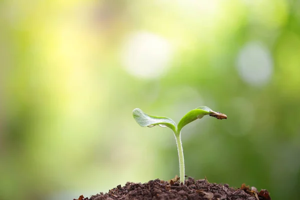 Pequena Planta Verde Jovem Crescendo — Fotografia de Stock