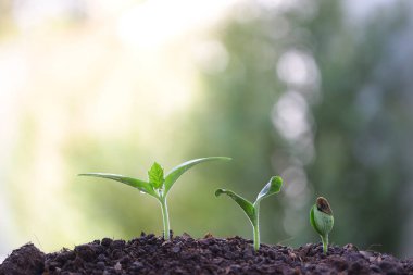 Sabah ışığında küçük büyüyen ağaç