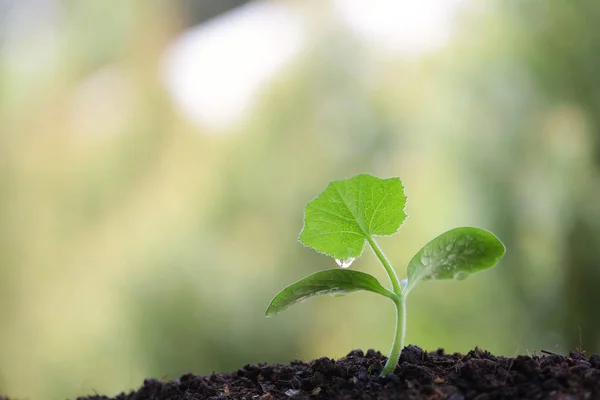 Small Growing Tree Morning Light — Stock Photo, Image